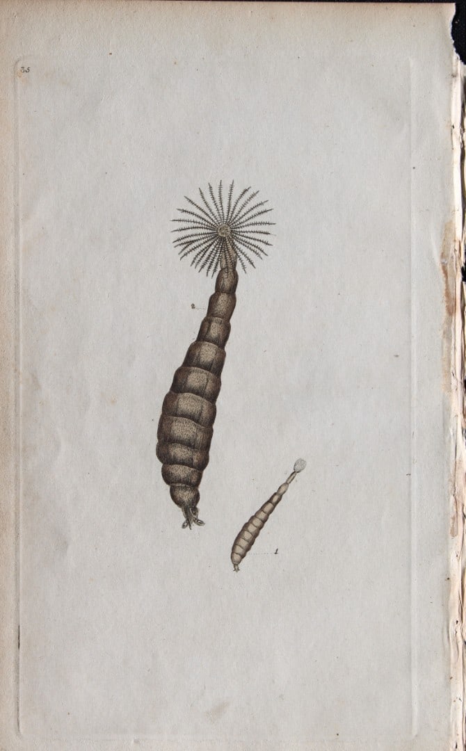 Edward Donovan - Copperplate engraving of Insects 1792: This copperplate engraving is from Edward Donovan's The Natural History of British Insects Vol VI, published in 1797 in London and printed by F & C Rivington.Size: 5.5in x 9in (14cm x 23cm)