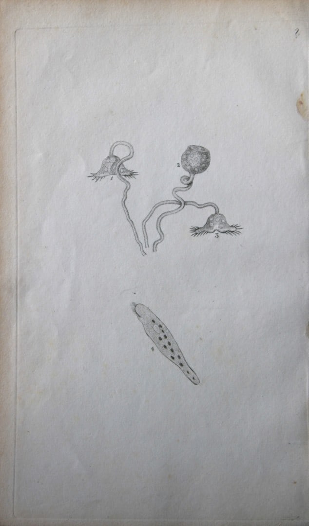 Edward Donovan - Copperplate engraving of Insects 1792: This copperplate engraving is from Edward Donovan's The Natural History of British Insects Vol VI, published in 1797 in London and printed by F & C Rivington.Size: 5.5in x 9in (14cm x 23cm)