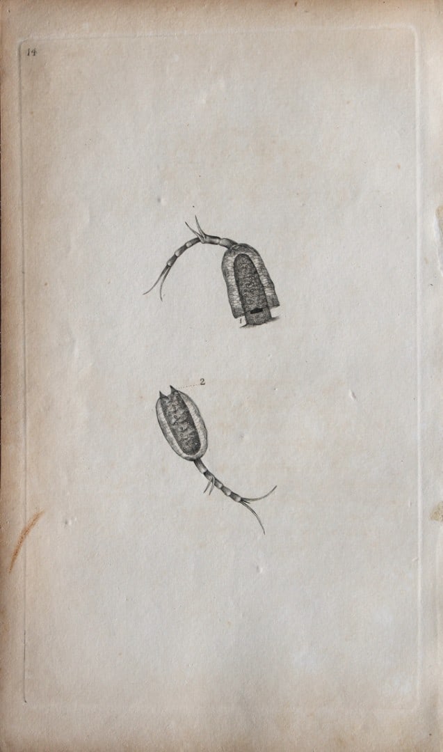 Edward Donovan - Copperplate engraving of Insects 1792: This copperplate engraving is from Edward Donovan's The Natural History of British Insects Vol VI, published in 1797 in London and printed by F & C Rivington.Size: 5.5in x 9in (14cm x 23cm)