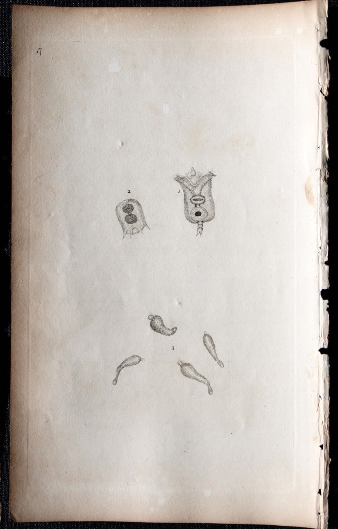 Edward Donovan - Copperplate engraving of Insects 1792: This copperplate engraving is from Edward Donovan's The Natural History of British Insects Vol VI, published in 1797 in London and printed by F & C Rivington.Size: 5.5in x 9in (14cm x 23cm)