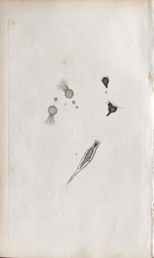 Edward Donovan - Copperplate engraving of Insects 1792: This copperplate engraving is from Edward Donovan's The Natural History of British Insects Vol VI, published in 1797 in London and printed by F & C Rivington.Size: 5.5in x 9in (14cm x 23cm)