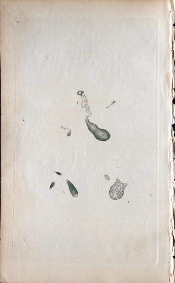 Edward Donovan - Copperplate engraving of Insects 1792: This copperplate engraving is from Edward Donovan's The Natural History of British Insects Vol VI, published in 1797 in London and printed by F & C Rivington.Size: 5.5in x 9in (14cm x 23cm)