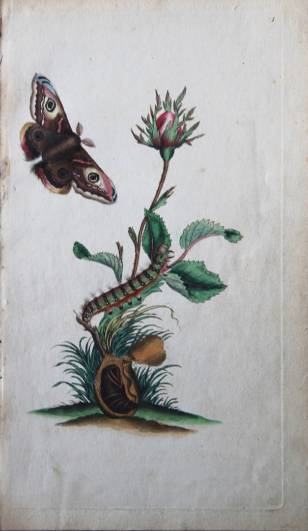 Edward Donovan - Copperplate engraving of Butterfly 1792: This copperplate engraving is from Edward Donovan's The Natural History of British Insects Vol VI, published in 1797 in London and printed by F & C Rivington.Size: 5.5in x 9in (14cm x 23cm)