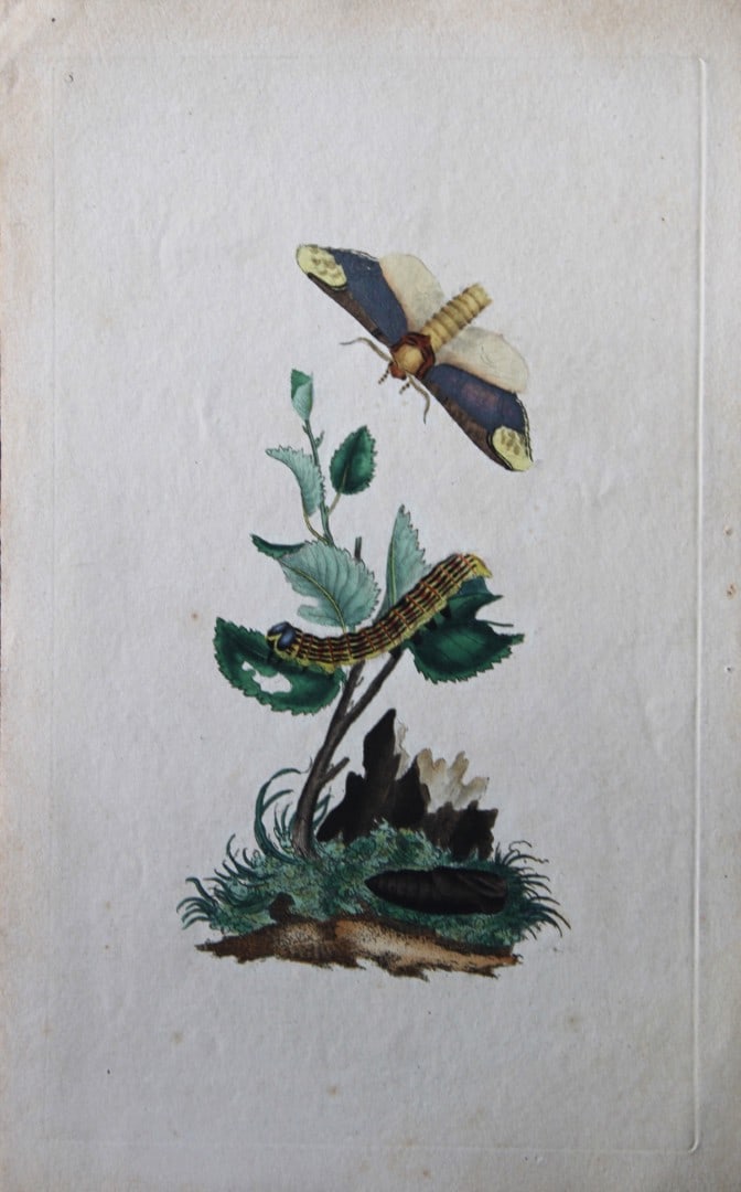 Edward Donovan - Copperplate engraving of Butterfly 1792: This copperplate engraving is from Edward Donovan's The Natural History of British Insects Vol VI, published in 1797 in London and printed by F & C Rivington.Size: 5.5in x 9in (14cm x 23cm)