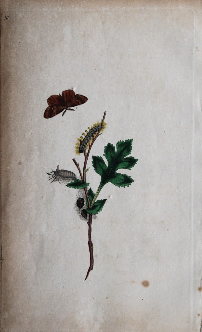 Edward Donovan - Copperplate engraving of Moths 1792: This copperplate engraving is from Edward Donovan's The Natural History of British Insects Vol VI, published in 1797 in London and printed by F & C Rivington.Size: 5.5in x 9in (14cm x 23cm)