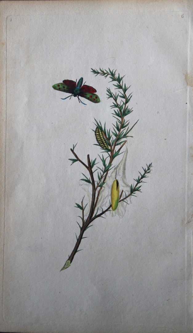 Edward Donovan - Copperplate engraving of Moths 1792: This copperplate engraving is from Edward Donovan's The Natural History of British Insects Vol VI, published in 1797 in London and printed by F & C Rivington.Size: 5.5in x 9in (14cm x 23cm)