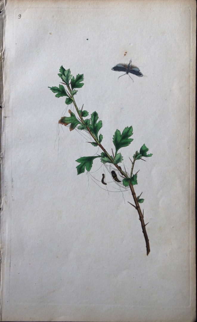 Edward Donovan - Copperplate engraving of Moths 1792: This copperplate engraving is from Edward Donovan's The Natural History of British Insects Vol VI, published in 1797 in London and printed by F & C Rivington.Size: 5.5in x 9in (14cm x 23cm)