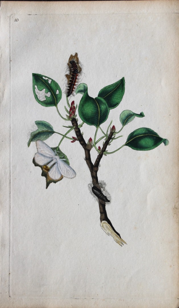 Edward Donovan - Copperplate engraving of Moths 1792: This copperplate engraving is from Edward Donovan's The Natural History of British Insects Vol VI, published in 1797 in London and printed by F & C Rivington.Size: 5.5in x 9in (14cm x 23cm)