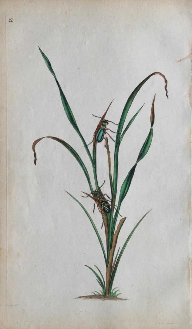 Edward Donovan - Copperplate engraving of Insects 1792: This copperplate engraving is from Edward Donovan's The Natural History of British Insects Vol VI, published in 1797 in London and printed by F & C Rivington.Size: 5.5in x 9in (14cm x 23cm)