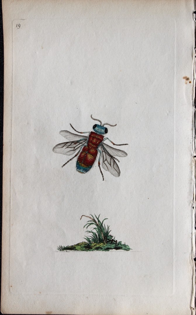 Edward Donovan - Copperplate engraving of Insects 1792: This copperplate engraving is from Edward Donovan's The Natural History of British Insects Vol VI, published in 1797 in London and printed by F & C Rivington.Size: 5.5in x 9in (14cm x 23cm)