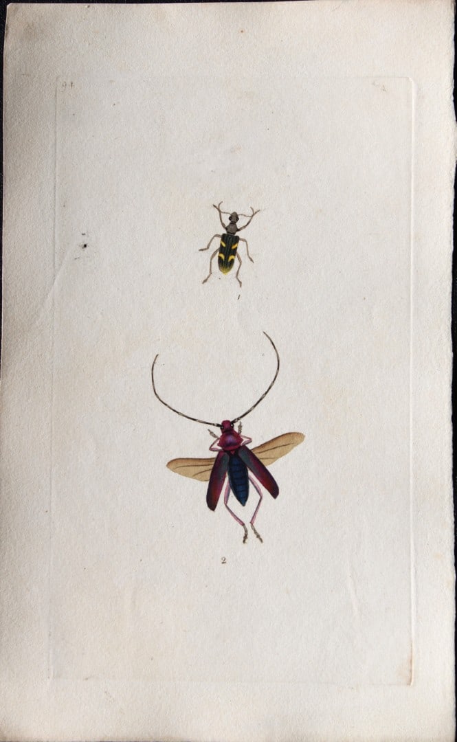 Edward Donovan - Copperplate engraving of Insects 1792: This copperplate engraving is from Edward Donovan's The Natural History of British Insects Vol VI, published in 1797 in London and printed by F & C Rivington.Size: 5.5in x 9in (14cm x 23cm)