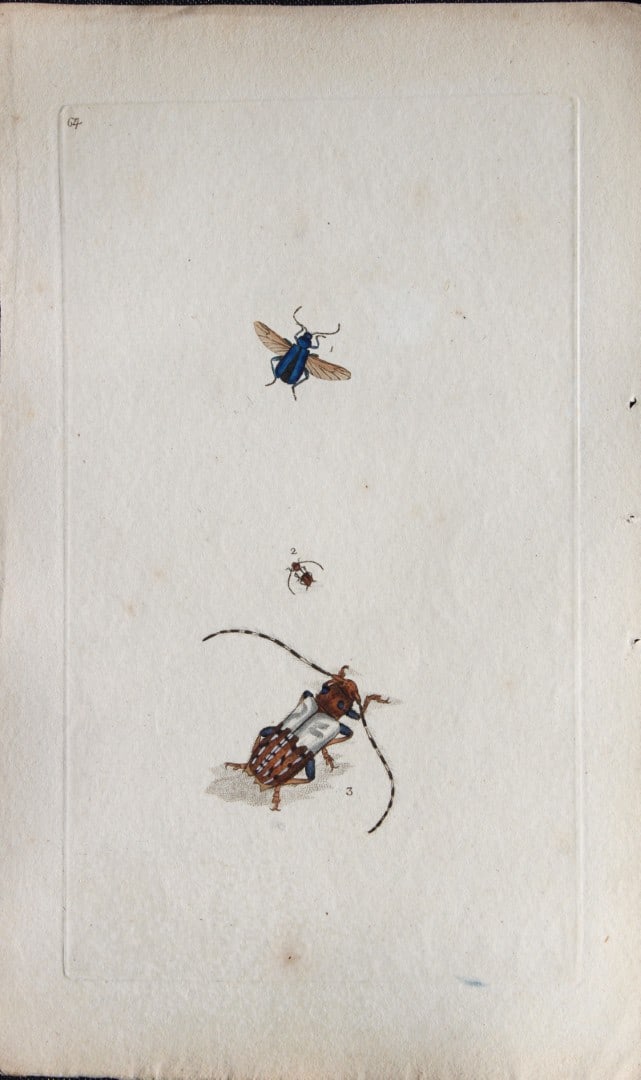 Edward Donovan - Copperplate engraving of Insects 1792: This copperplate engraving is from Edward Donovan's The Natural History of British Insects Vol VI, published in 1797 in London and printed by F & C Rivington.Size: 5.5in x 9in (14cm x 23cm)