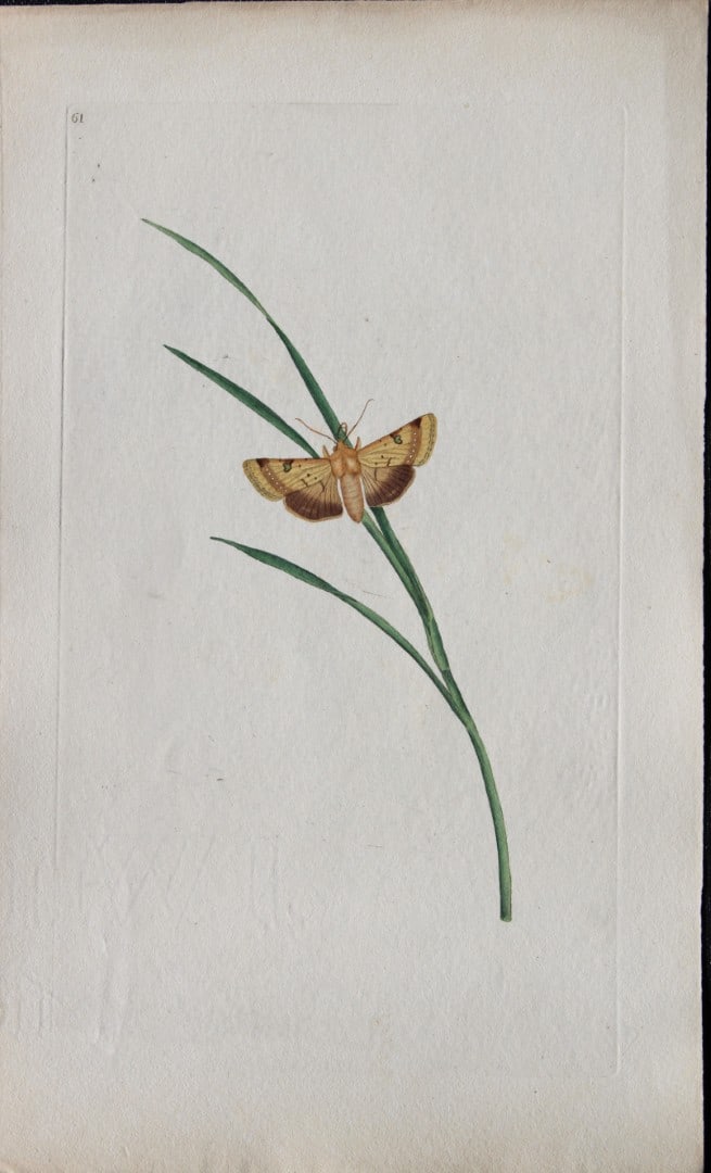 Edward Donovan - Copperplate engraving of Moths 1793: This copperplate engraving is from Edward Donovan's The Natural History of British Insects Vol VI, published in 1797 in London and printed by F & C Rivington.Size: 5.5in x 9in (14cm x 23cm)