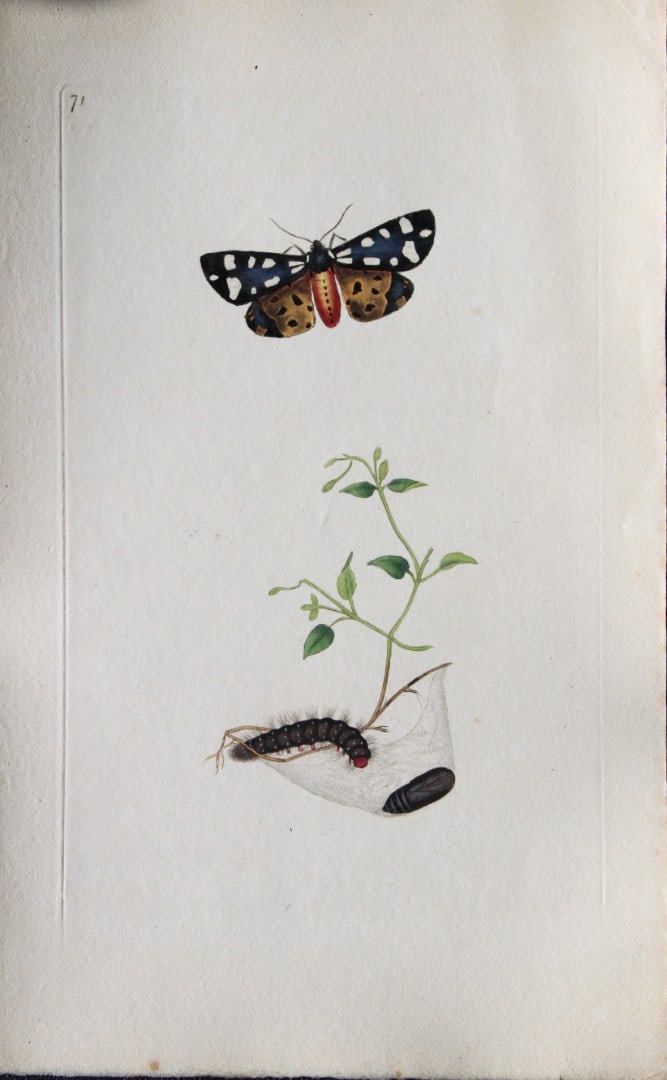 Edward Donovan - Copperplate engraving of Moths 1793: This copperplate engraving is from Edward Donovan's The Natural History of British Insects Vol VI, published in 1797 in London and printed by F & C Rivington.Size: 5.5in x 9in (14cm x 23cm)