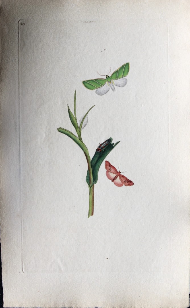 Edward Donovan - Copperplate engraving of Moths 1793: This copperplate engraving is from Edward Donovan's The Natural History of British Insects Vol VI, published in 1797 in London and printed by F & C Rivington.Size: 5.5in x 9in (14cm x 23cm)