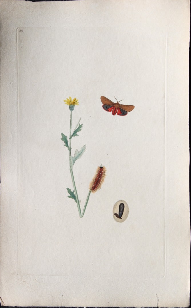 Edward Donovan - Copperplate engraving of Moths 1793: This copperplate engraving is from Edward Donovan's The Natural History of British Insects Vol VI, published in 1797 in London and printed by F & C Rivington.Size: 5.5in x 9in (14cm x 23cm)