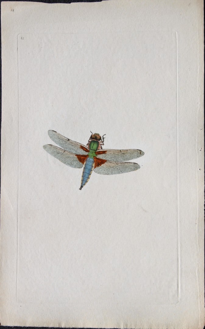 Edward Donovan - Copperplate engraving of a Dragonfly 1794: This copperplate engraving is from Edward Donovan's The Natural History of British Insects published in London and printed by F & C Rivington.Size: 5.5in x 9in (14cm x 23cm)