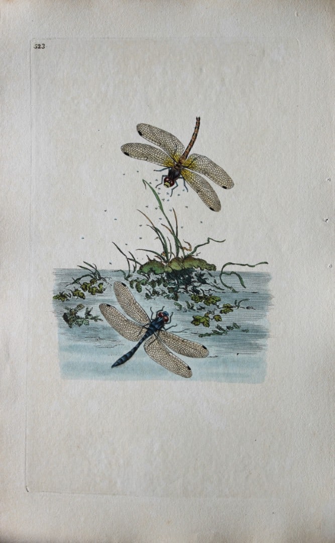Edward Donovan - Copperplate engraving of a Dragonfly 1811: This copperplate engraving is from Edward Donovan's The Natural History of British Insects published in London and printed by F & C Rivington.Size: 5.5in x 9in (14cm x 23cm)