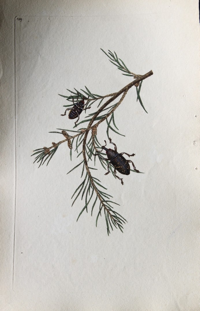 Edward Donovan - Copperplate engraving of Beetle 1811: This copperplate engraving is from Edward Donovan's The Natural History of British Insects Vol VI, published in 1797 in London and printed by F & C Rivington.Size: 5.5in x 9in (14cm x 23cm)