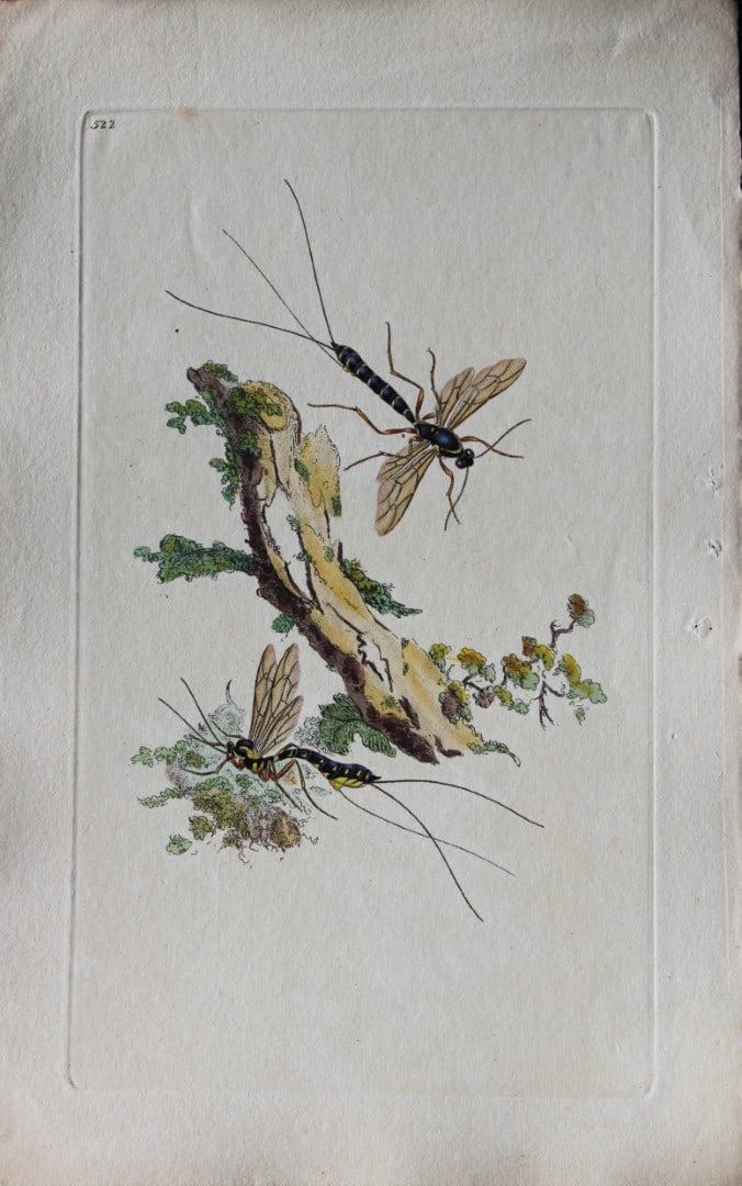 Edward Donovan - Copperplate engraving of Insects 1811: This copperplate engraving is from Edward Donovan's The Natural History of British Insects Vol VI, published in 1797 in London and printed by F & C Rivington.Size: 5.5in x 9in (14cm x 23cm)
