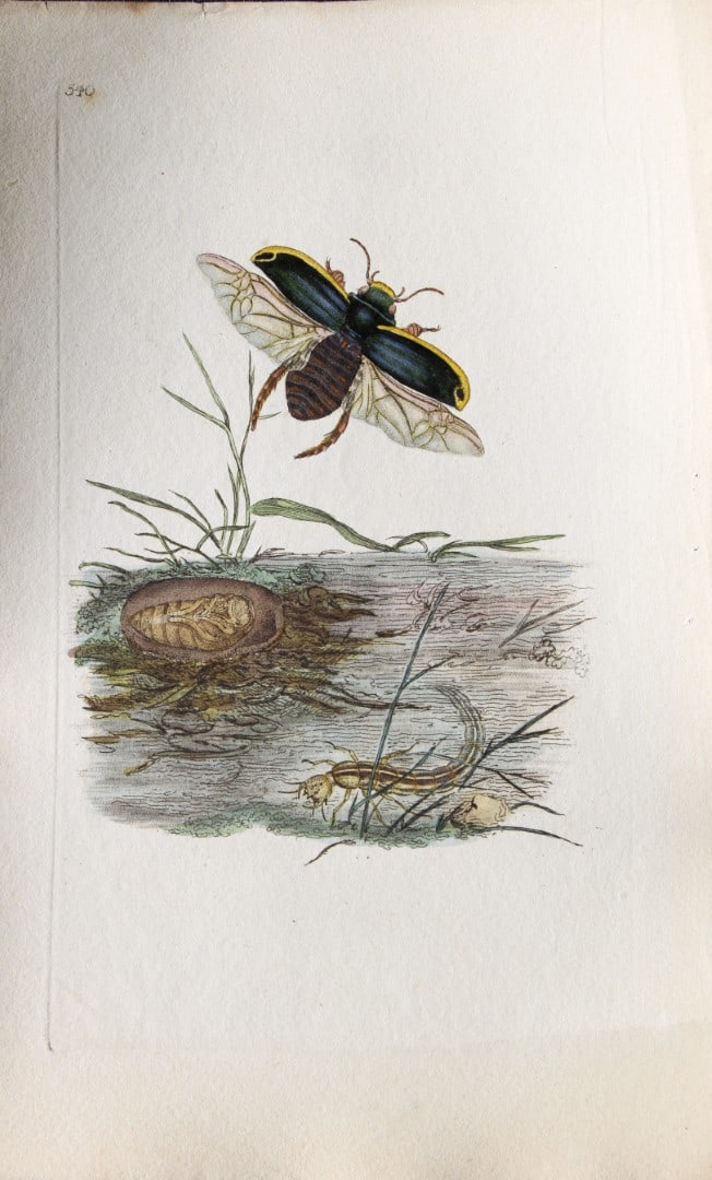Edward Donovan - Copperplate engraving of Insects 1811: This copperplate engraving is from Edward Donovan's The Natural History of British Insects Vol VI, published in 1797 in London and printed by F & C Rivington.Size: 5.5in x 9in (14cm x 23cm)