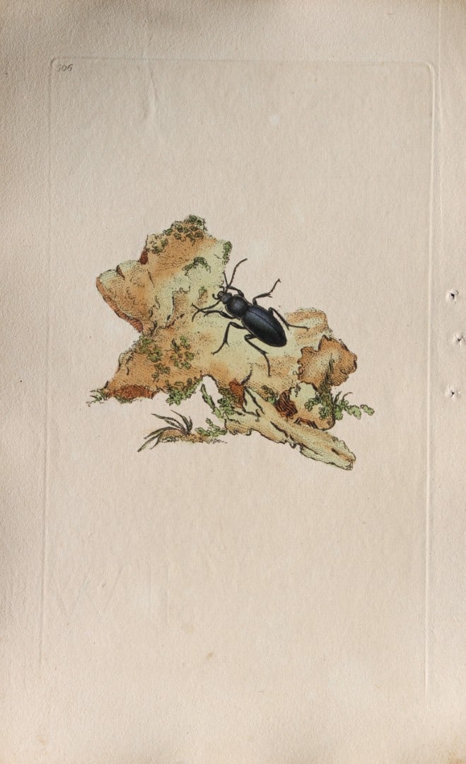 Edward Donovan - Copperplate engraving of Insects 1811: This copperplate engraving is from Edward Donovan's The Natural History of British Insects Vol VI, published in 1797 in London and printed by F & C Rivington.Size: 5.5in x 9in (14cm x 23cm)