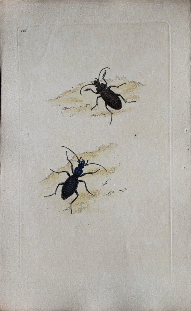 Edward Donovan - Copperplate engraving of Insects 1811: This copperplate engraving is from Edward Donovan's The Natural History of British Insects Vol VI, published in 1797 in London and printed by F & C Rivington.Size: 5.5in x 9in (14cm x 23cm)