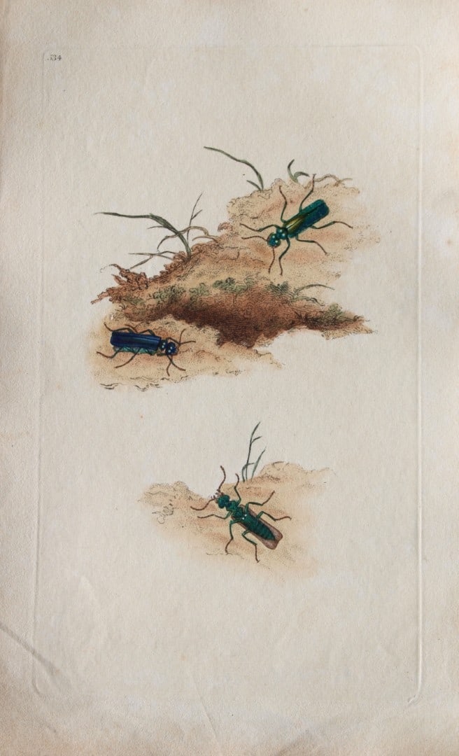 Edward Donovan - Copperplate engraving of Insects 1811: This copperplate engraving is from Edward Donovan's The Natural History of British Insects Vol VI, published in 1797 in London and printed by F & C Rivington.Size: 5.5in x 9in (14cm x 23cm)