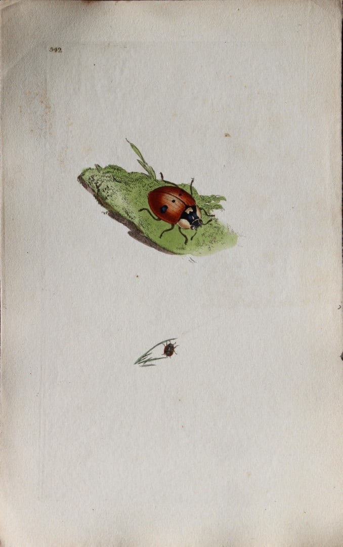 Edward Donovan - Copperplate engraving of Insects 1813: This copperplate engraving is from Edward Donovan's The Natural History of British Insects Vol VI, published in 1797 in London and printed by F & C Rivington.Size: 5.5in x 9in (14cm x 23cm)
