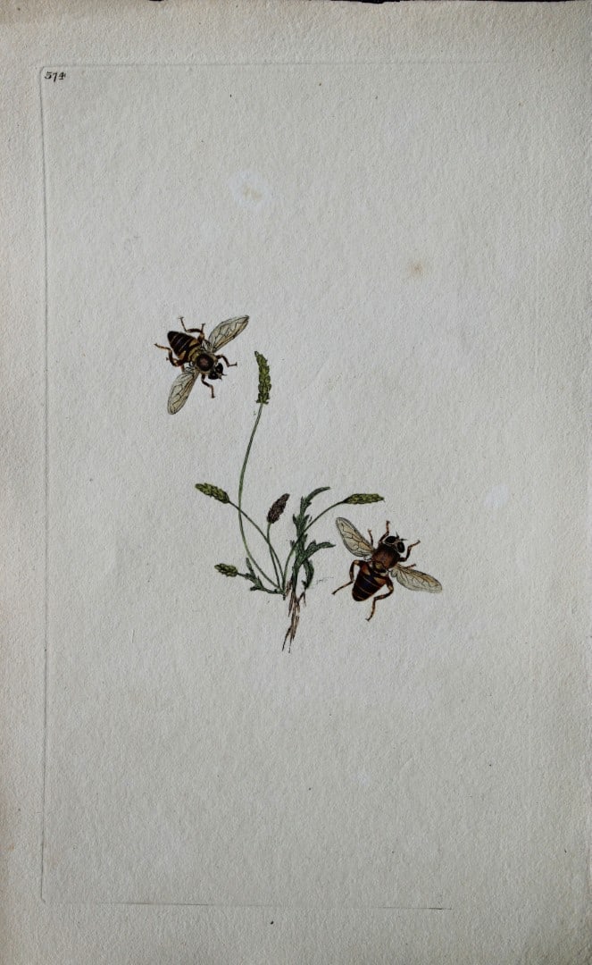 Edward Donovan - Copperplate engraving of Insects 1813: This copperplate engraving is from Edward Donovan's The Natural History of British Insects Vol VI, published in 1797 in London and printed by F & C Rivington.Size: 5.5in x 9in (14cm x 23cm)
