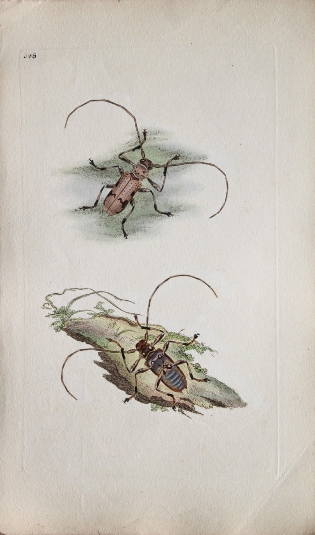 Edward Donovan - Copperplate engraving of Insects 1813: This copperplate engraving is from Edward Donovan's The Natural History of British Insects Vol VI, published in 1797 in London and printed by F & C Rivington.Size: 5.5in x 9in (14cm x 23cm)