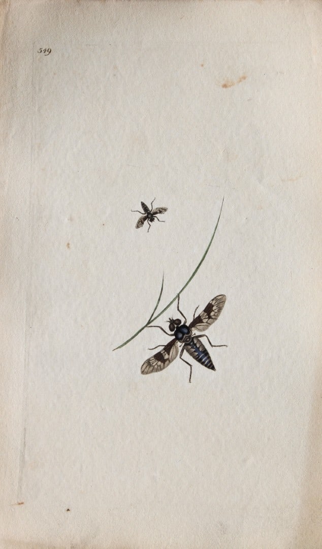 Edward Donovan - Copperplate engraving of Insects 1813: This copperplate engraving is from Edward Donovan's The Natural History of British Insects Vol VI, published in 1797 in London and printed by F & C Rivington.Size: 5.5in x 9in (14cm x 23cm)