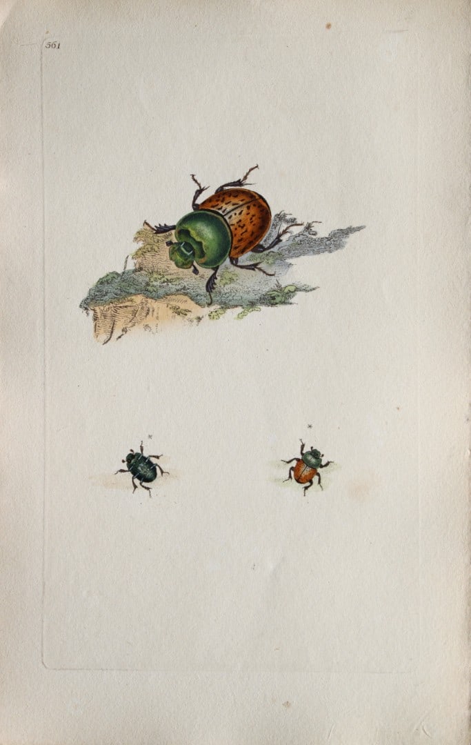 Edward Donovan - Copperplate engraving of Insects 1813: This copperplate engraving is from Edward Donovan's The Natural History of British Insects Vol VI, published in 1797 in London and printed by F & C Rivington.Size: 5.5in x 9in (14cm x 23cm)