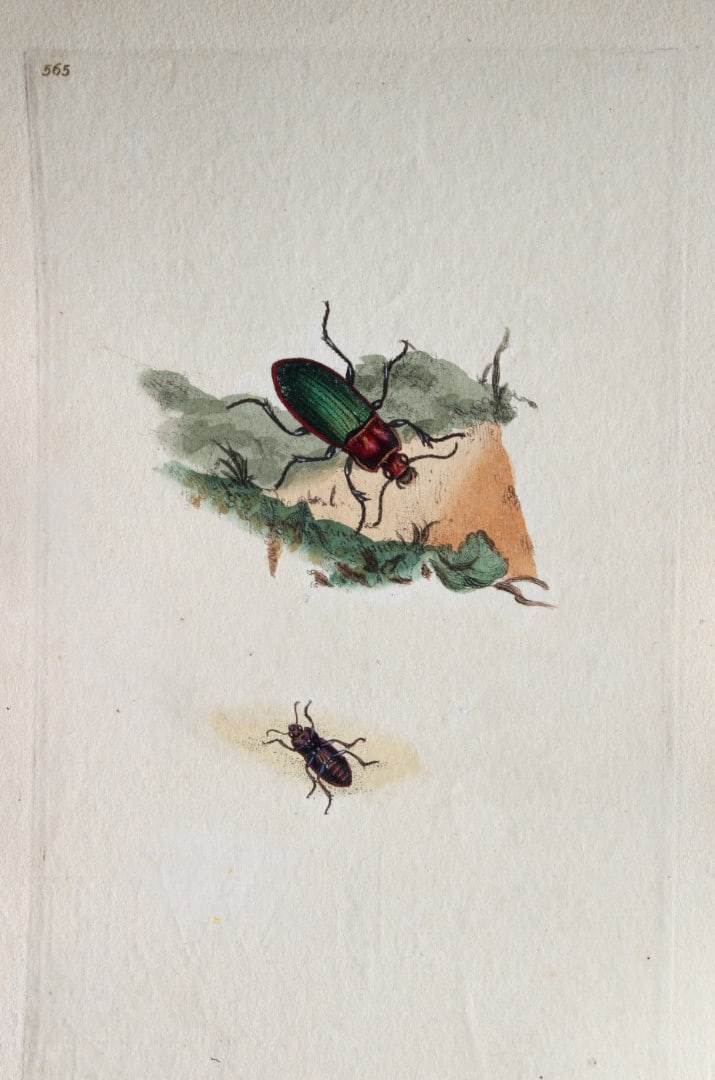 Edward Donovan - Copperplate engraving of Insects 1813: This copperplate engraving is from Edward Donovan's The Natural History of British Insects Vol VI, published in 1797 in London and printed by F & C Rivington.Size: 5.5in x 9in (14cm x 23cm)