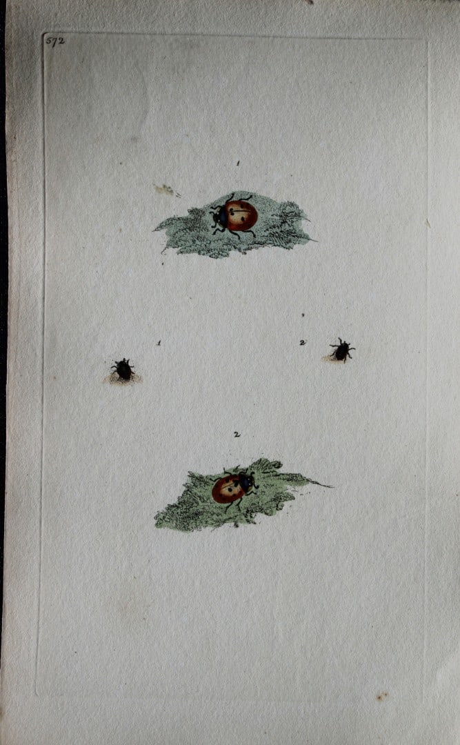 Edward Donovan - Copperplate engraving of Insects 1813: This copperplate engraving is from Edward Donovan's The Natural History of British Insects Vol VI, published in 1797 in London and printed by F & C Rivington.Size: 5.5in x 9in (14cm x 23cm)