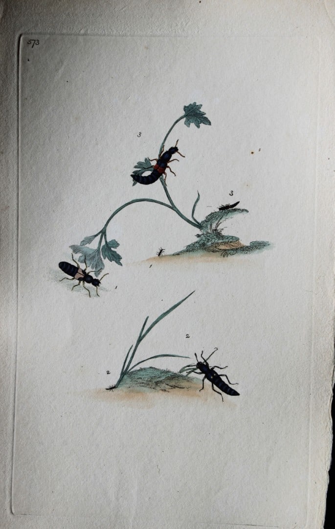 Edward Donovan - Copperplate engraving of Insects 1813: This copperplate engraving is from Edward Donovan's The Natural History of British Insects Vol VI, published in 1797 in London and printed by F & C Rivington.Size: 5.5in x 9in (14cm x 23cm)