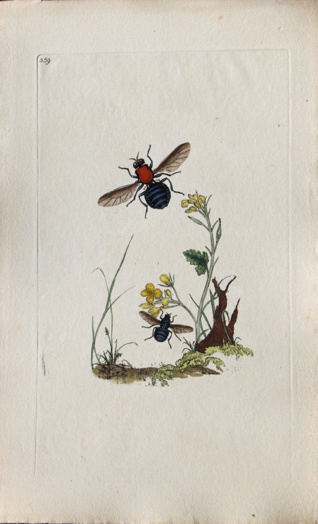 Edward Donovan - Copperplate engraving of Insects 1813: This copperplate engraving is from Edward Donovan's The Natural History of British Insects Vol VI, published in 1797 in London and printed by F & C Rivington.Size: 5.5in x 9in (14cm x 23cm)
