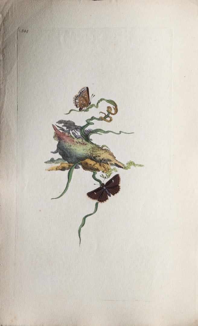 Edward Donovan - Copperplate engraving of Butterflies 1808: This copperplate engraving is from Edward Donovan's The Natural History of British Insects Vol VI, published in 1797 in London and printed by F & C Rivington.Size: 5.5in x 9in (14cm x 23cm)