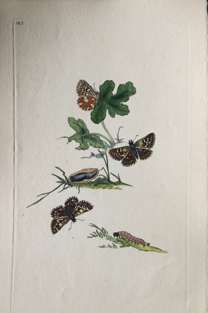 Edward Donovan - Copperplate engraving of Butterflies 1808: This copperplate engraving is from Edward Donovan's The Natural History of British Insects Vol VI, published in 1797 in London and printed by F & C Rivington.Size: 5.5in x 9in (14cm x 23cm)
