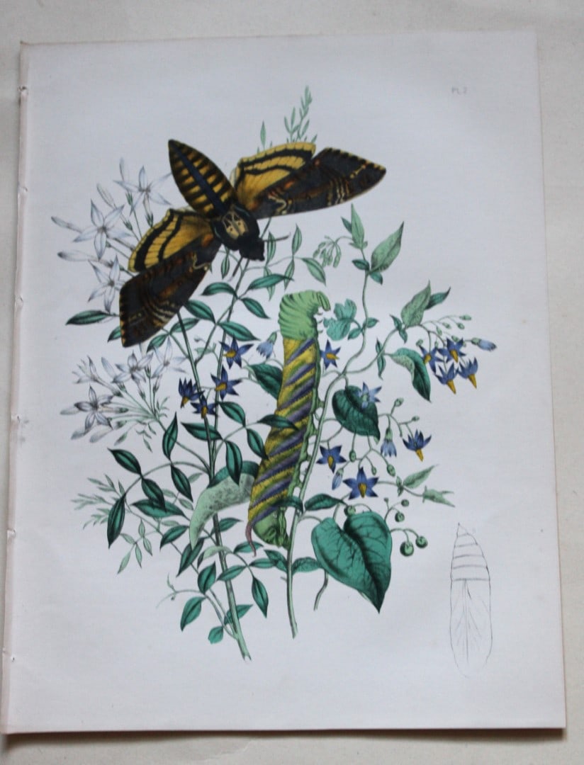 HN Humphreys - Hand coloured lithograph of British Hawk-moths 1843: This original hand coloured lithograph arranged and illustrated by H.N. Humphreys, is from British Moths and their Transformations with characters and descriptions by J. O. Westwood, published by Will