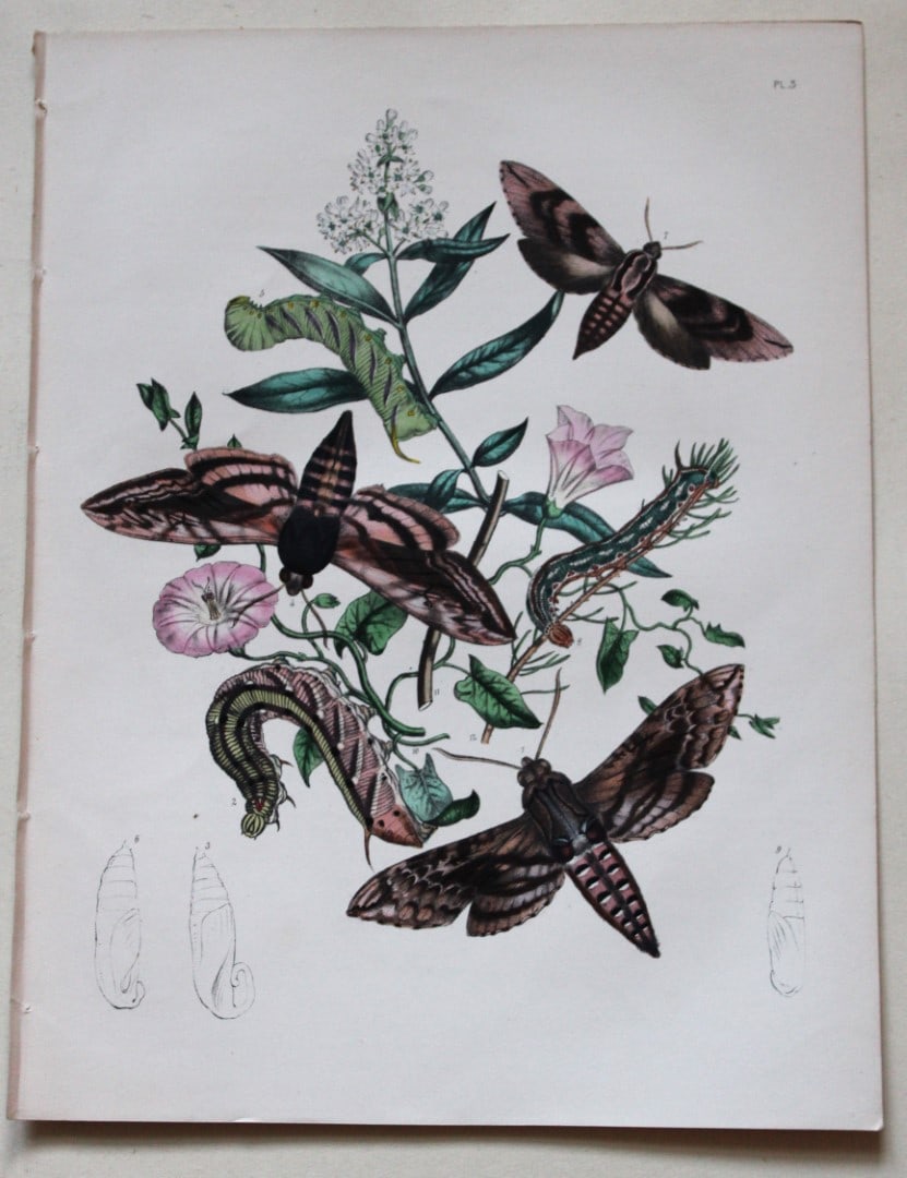 HN Humphreys - Hand coloured lithograph of British Hawk-moths 1843: This original hand coloured lithograph arranged and illustrated by H.N. Humphreys, is from British Moths and their Transformations with characters and descriptions by J. O. Westwood, published by Will