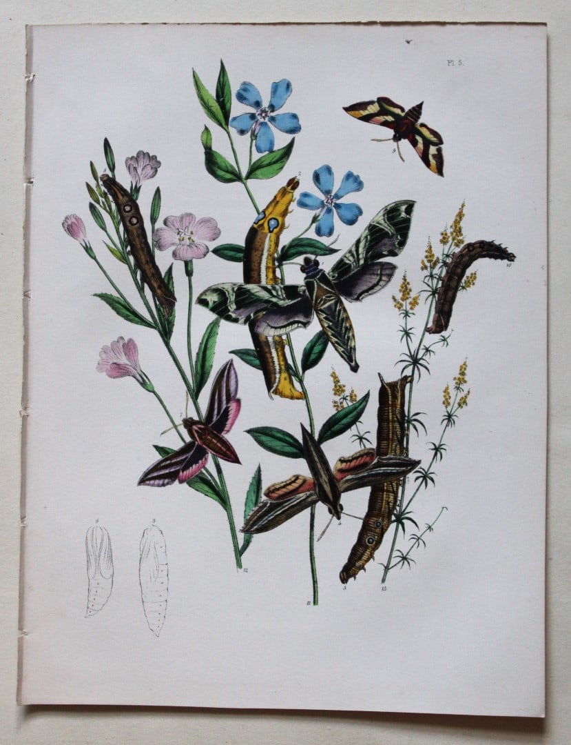 HN Humphreys - Hand coloured lithograph of British Hawk-moths 1843: This original hand coloured lithograph arranged and illustrated by H.N. Humphreys, is from British Moths and their Transformations with characters and descriptions by J. O. Westwood, published by Will