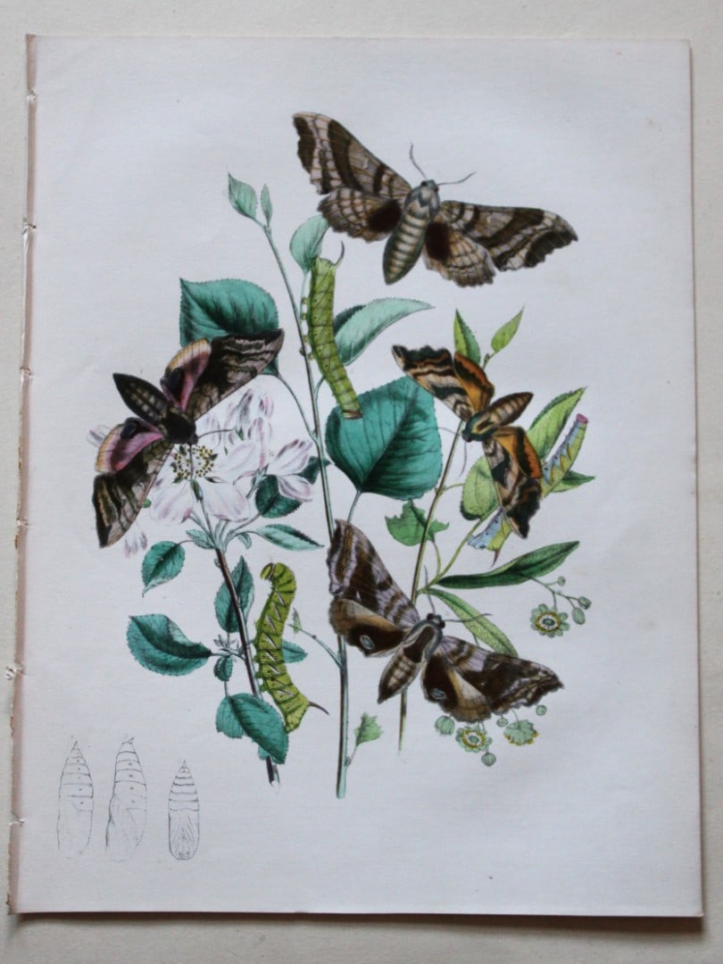 HN Humphreys - Hand coloured lithograph of British Hawk-moths 1843: This original hand coloured lithograph arranged and illustrated by H.N. Humphreys, is from British Moths and their Transformations with characters and descriptions by J. O. Westwood, published by Will