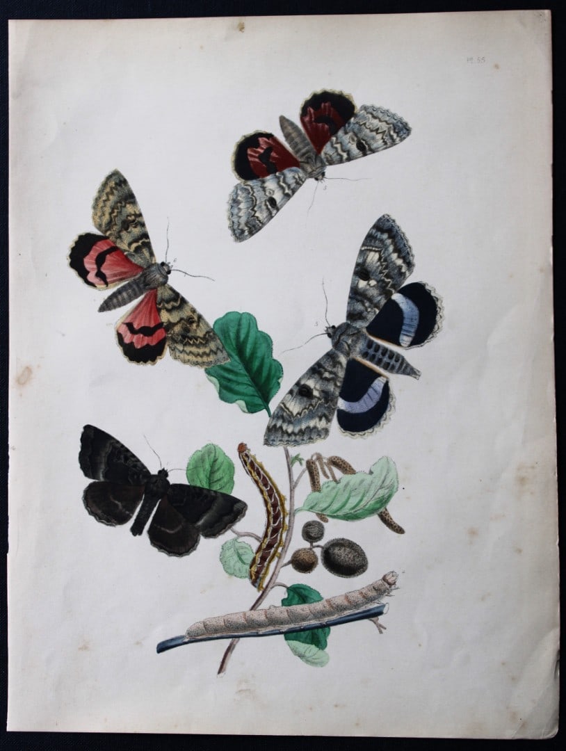 HN Humphreys - Hand coloured lithograph of British-moths 1843: This original hand coloured lithograph arranged and illustrated by H.N. Humphreys, is from British Moths and their Transformations with characters and descriptions by J. O. Westwood, published by Will
