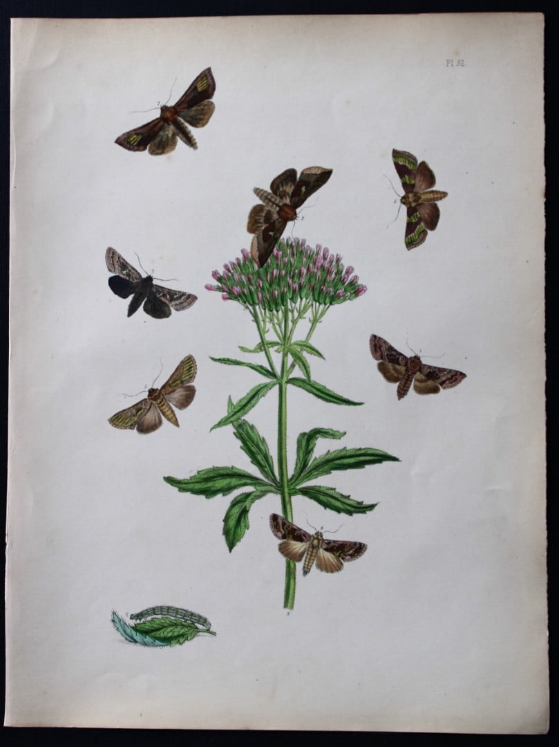 HN Humphreys - Hand coloured lithograph of British-moths 1843: This original hand coloured lithograph arranged and illustrated by H.N. Humphreys, is from British Moths and their Transformations with characters and descriptions by J. O. Westwood, published by Will