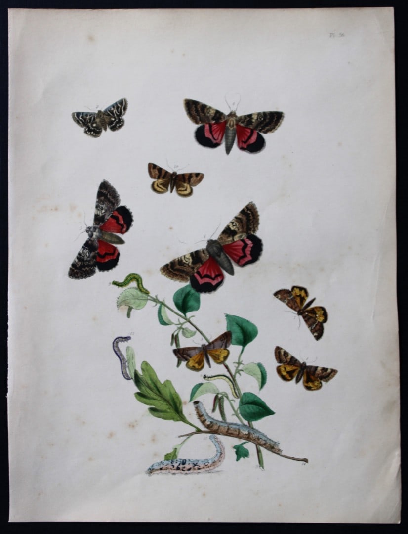 HN Humphreys - Hand coloured lithograph of British-moths 1843: This original hand coloured lithograph arranged and illustrated by H.N. Humphreys, is from British Moths and their Transformations with characters and descriptions by J. O. Westwood, published by Will