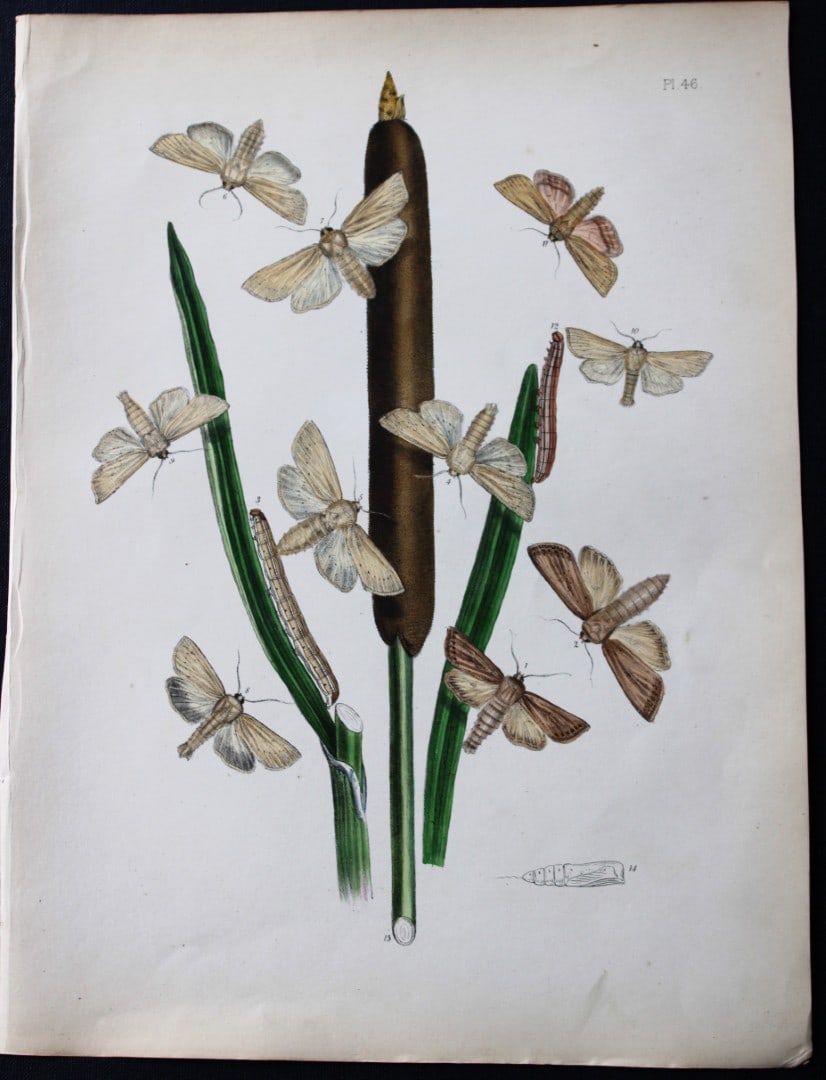 HN Humphreys - Hand coloured lithograph of British-moths 1843: This original hand coloured lithograph arranged and illustrated by H.N. Humphreys, is from British Moths and their Transformations with characters and descriptions by J. O. Westwood, published by Will