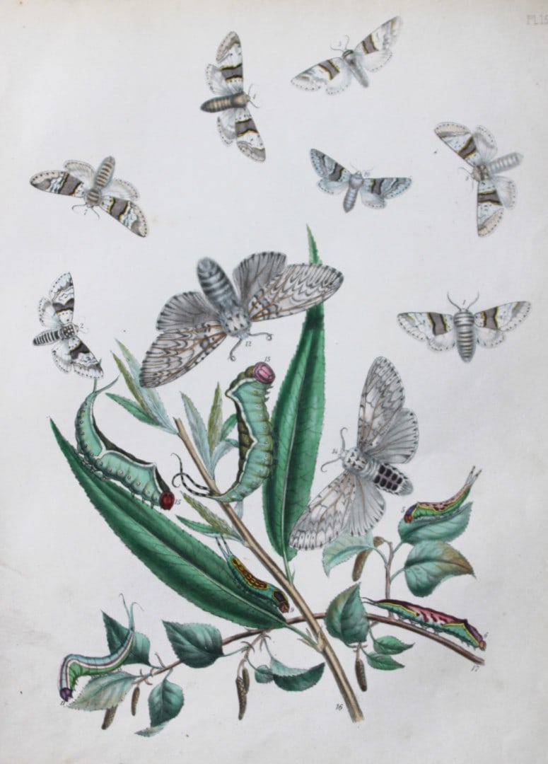 HN Humphreys - Hand coloured lithograph of British-moths 1843: This original hand coloured lithograph arranged and illustrated by H.N. Humphreys, is from British Moths and their Transformations with characters and descriptions by J. O. Westwood, published by Will