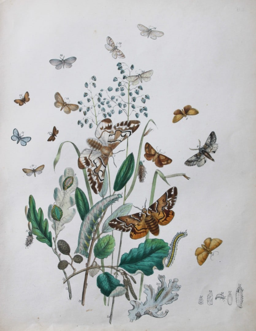 HN Humphreys - Hand coloured lithograph of British-moths 1843: This original hand coloured lithograph arranged and illustrated by H.N. Humphreys, is from British Moths and their Transformations with characters and descriptions by J. O. Westwood, published by Will