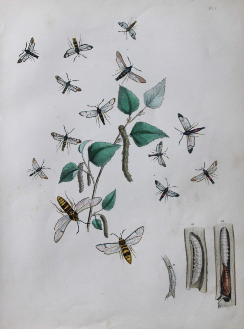HN Humphreys - Hand coloured lithograph of British-moths 1843: This original hand coloured lithograph arranged and illustrated by H.N. Humphreys, is from British Moths and their Transformations with characters and descriptions by J. O. Westwood, published by Will
